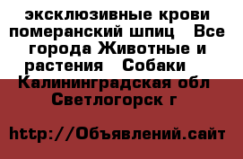 эксклюзивные крови-померанский шпиц - Все города Животные и растения » Собаки   . Калининградская обл.,Светлогорск г.